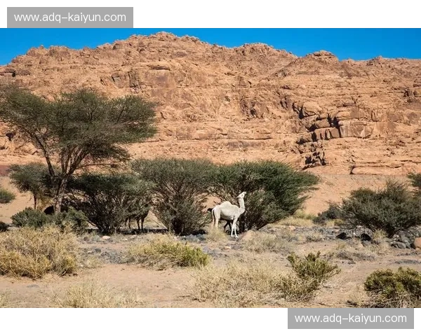 绿茵场上的龙争虎斗：马来西亚与沙特阿拉伯的宿命对决